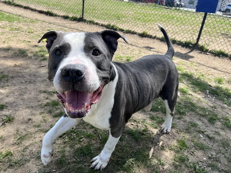A senior large-sized male Gray / Blue / Silver American Staffordshire Terrier dog named Ironhide for adoption in Yonkers, NY
