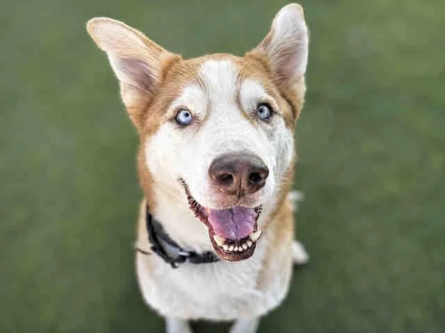 An adult medium-sized female Siberian Husky dog named Ashley for adoption in Bonita, CA