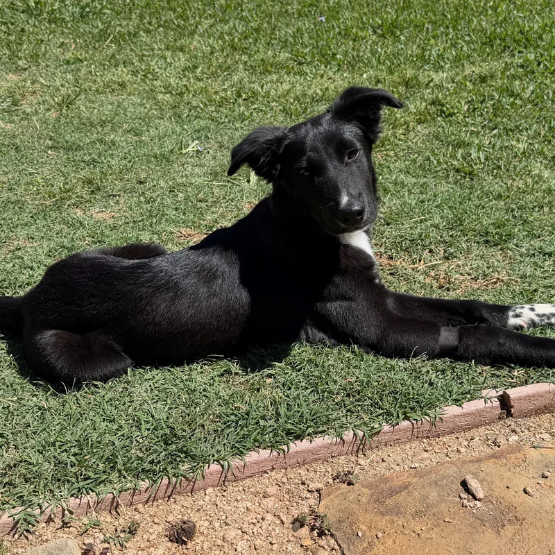 Tambourine thumbnail 3