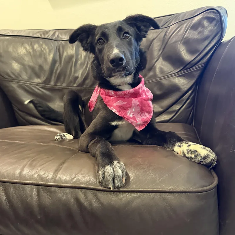 A baby medium-sized female Black Collie dog named Tambourine for adoption in Houston, TX