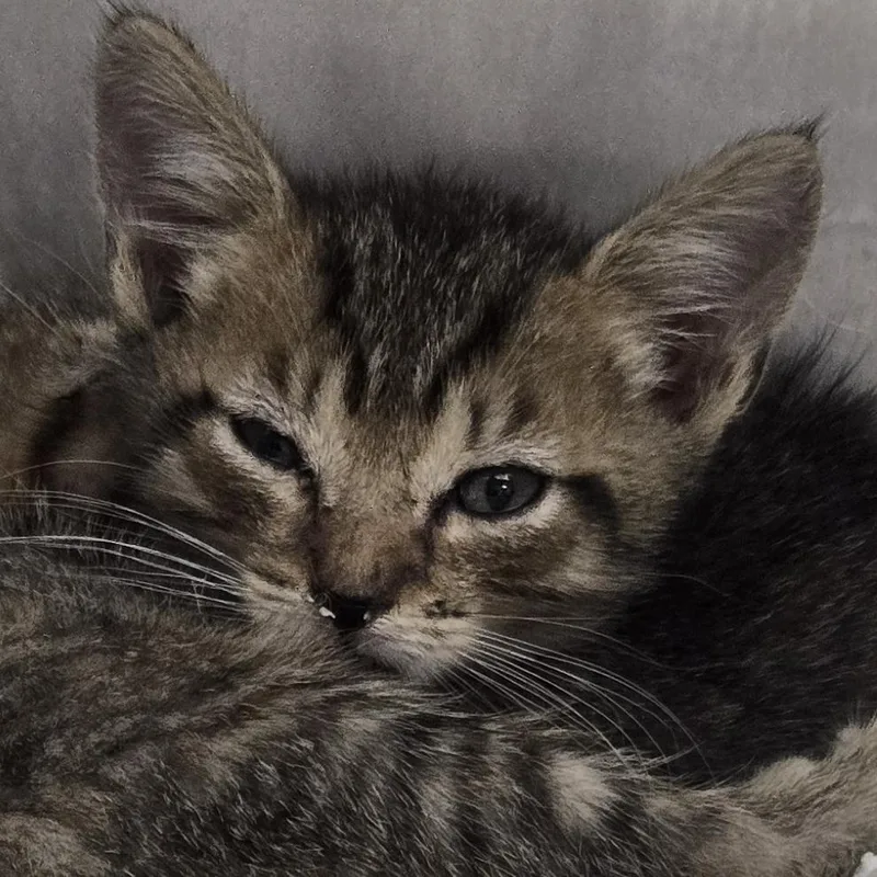 A baby small-sized female Brown / Chocolate Domestic Short Hair cat named Fonzie for adoption in Newark, NJ