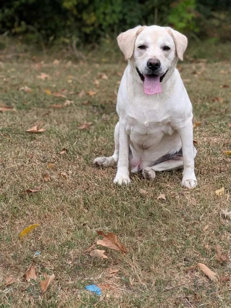 An adult large-sized male Labrador Retriever dog named Bailey for adoption in Springfield, TN