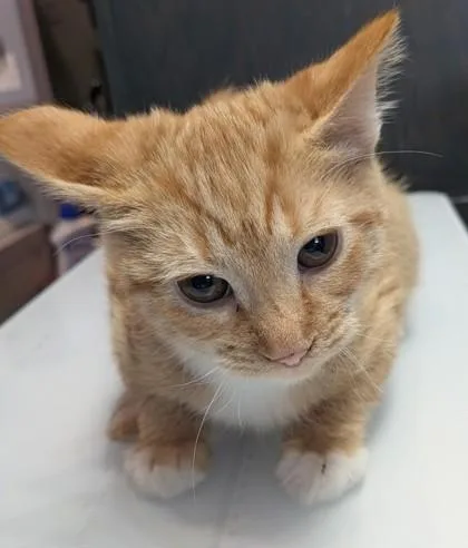 A young small-sized female Domestic Short Hair cat named Faith for adoption in Shawano, WI