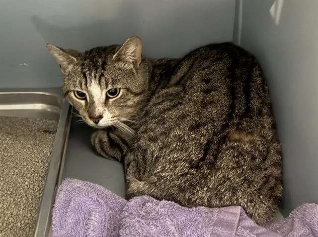 A young medium-sized male Domestic Short Hair cat named Condor for adoption in Boston, MA