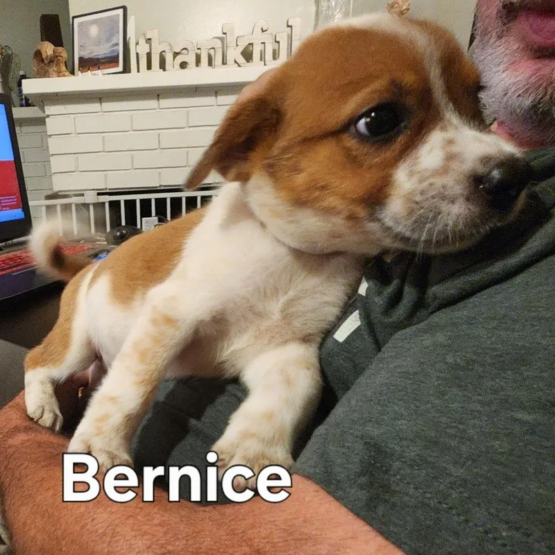 Bernice