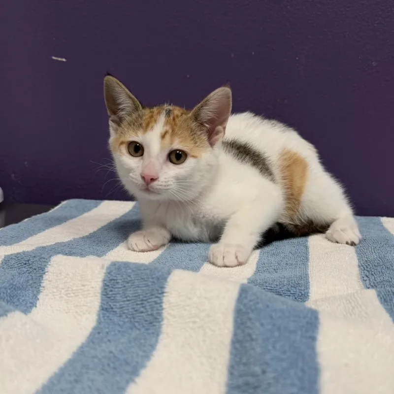 A baby small-sized female Brown / Chocolate Domestic Short Hair cat named Pukka for adoption in Englewood, FL