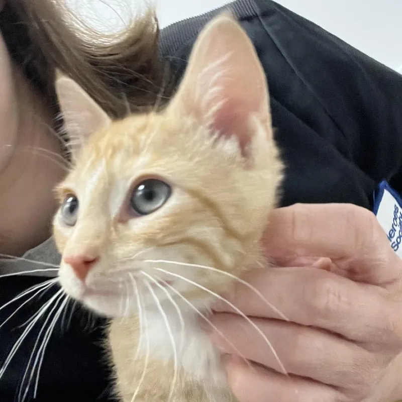 A baby small-sized male Orange / Red Domestic Short Hair cat named Citrus for adoption in Oneonta, NY