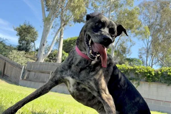 A senior large-sized male Shepherd dog named Lucky for adoption in San Diego, CA