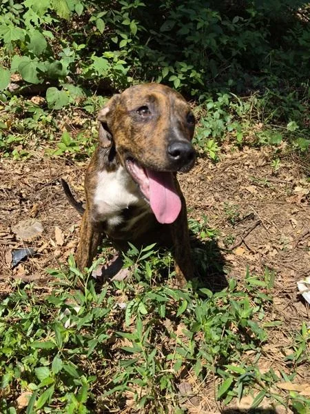 A baby medium-sized female Pit Bull Terrier dog named Hallway Cage Ginger for adoption in Lawrenceville, GA
