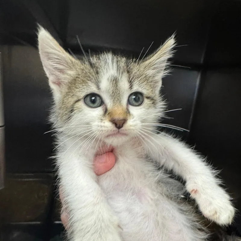 A baby small-sized female Brown / Chocolate Domestic Short Hair cat named Lunchbox for adoption in Pekin, IL