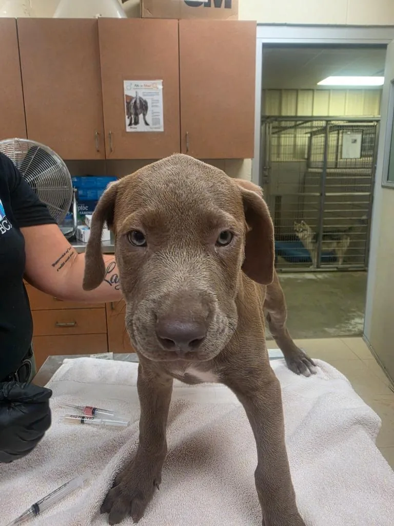 A baby small-sized male Mixed Breed dog named Jethero for adoption in Bossier City, LA