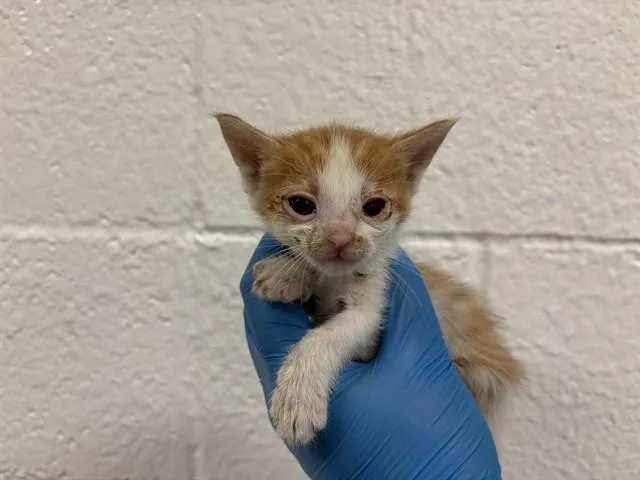 A baby small-sized male Domestic Short Hair cat named Moss for adoption in Thousand Palms, CA