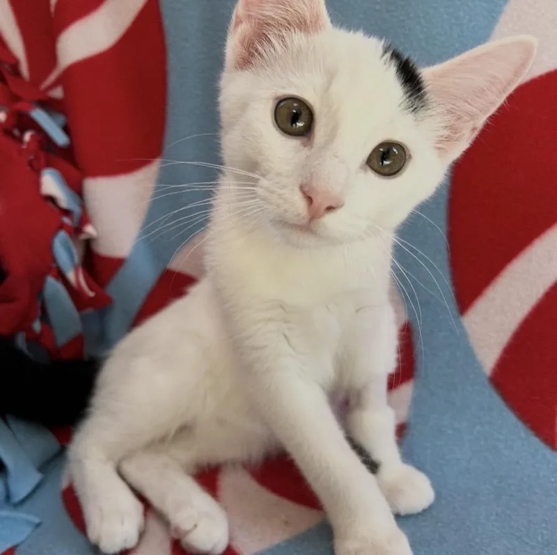 A baby small-sized male Buff & White Domestic Short Hair cat named Snow for adoption in Maineville, OH