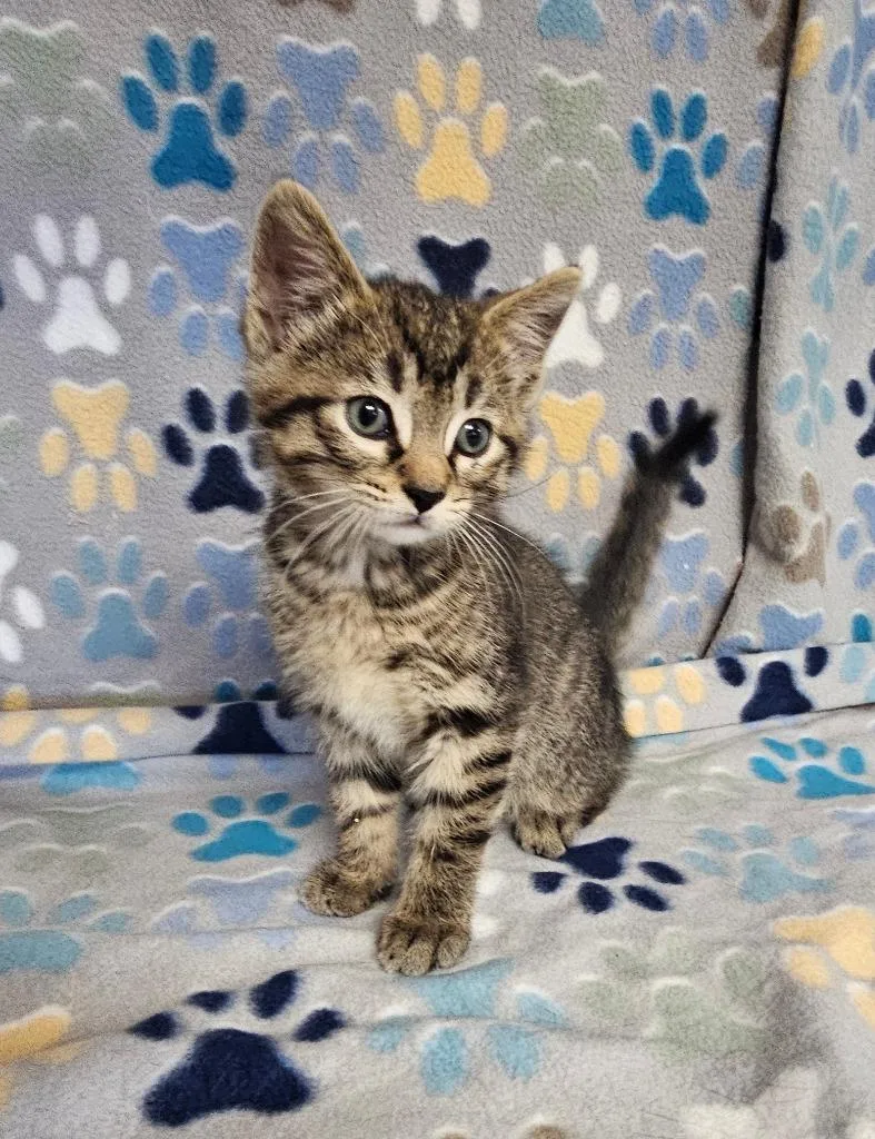 A baby small-sized male Domestic Short Hair cat named Harrison for adoption in Wabash, IN