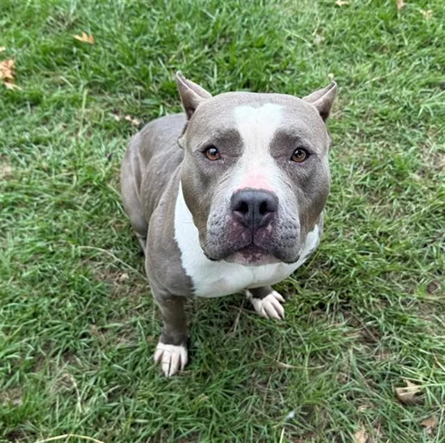 An adult large-sized female American Staffordshire Terrier dog named Princess for adoption in Conroe, TX