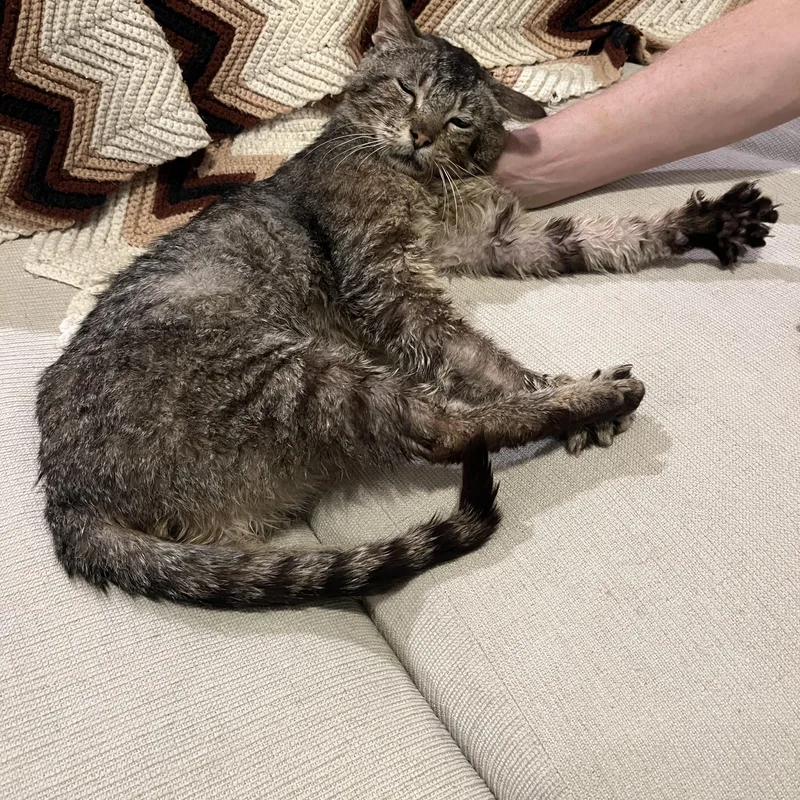 A young medium-sized male Tabby (Brown / Chocolate) Domestic Short Hair cat named Pikachu  sweet and for adoption in Austin, TX