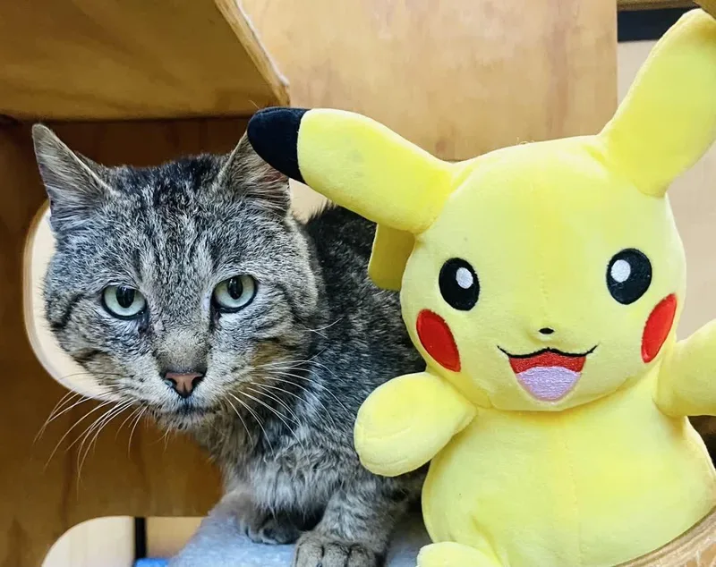 Pikachu  sweet and thumbnail 5