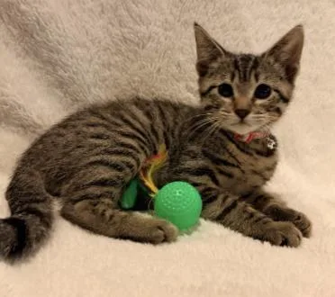 A baby small-sized female Domestic Short Hair cat named Remi for adoption in Broomfield, CO