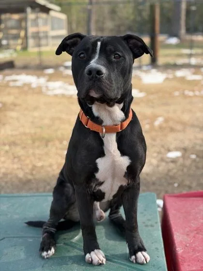An adult large-sized male Terrier dog named Remi for adoption in Conway, SC
