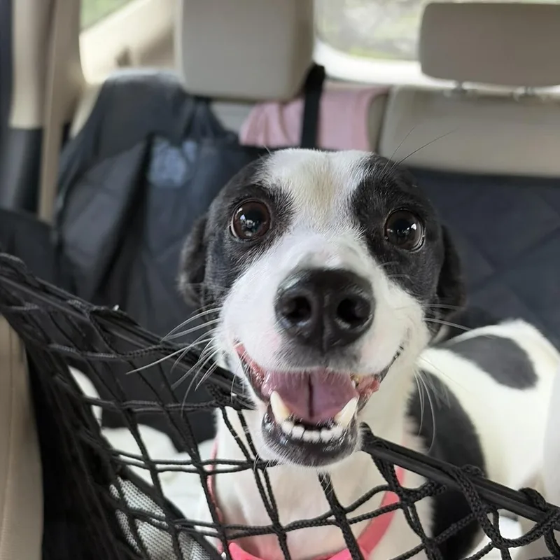 A young small-sized female Jack Russell Terrier dog named Oreo for adoption in atlanta, GA