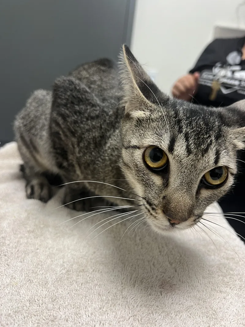 A young medium-sized female Domestic Short Hair cat named Katniss for adoption in Chico, CA