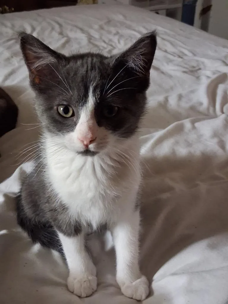 A baby medium-sized male Domestic Short Hair cat named Poncho for adoption in Heber City, UT