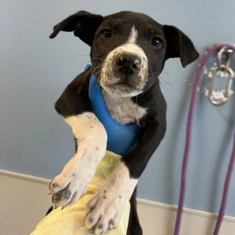 A baby small-sized male Black Mixed Breed dog named Bug for adoption in Las Cruces, NM
