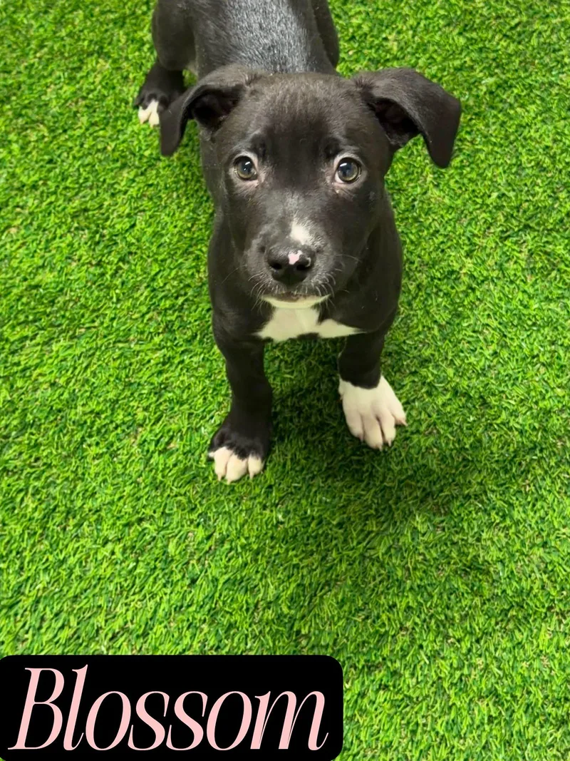 A baby medium-sized female Bicolor Pit Bull Terrier dog named Blossom for adoption in Hewitt, NJ
