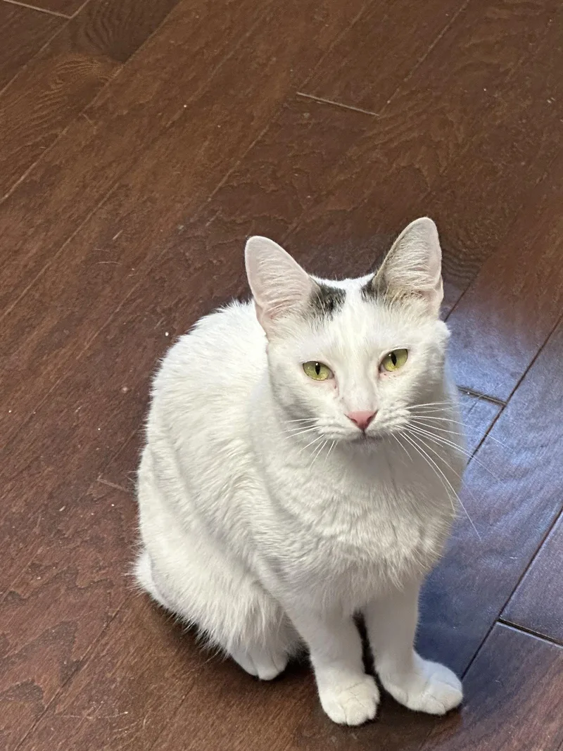 A young medium-sized female American Shorthair cat named Tatiana for adoption in Virginia Beach, VA