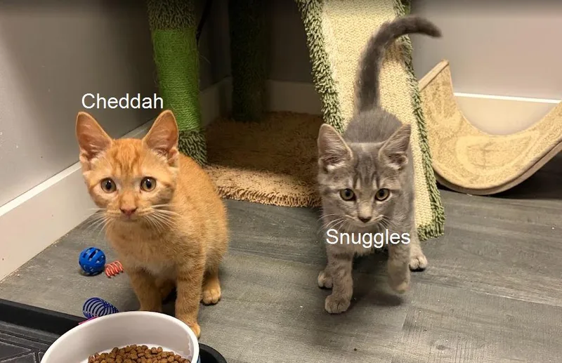 Cheddah