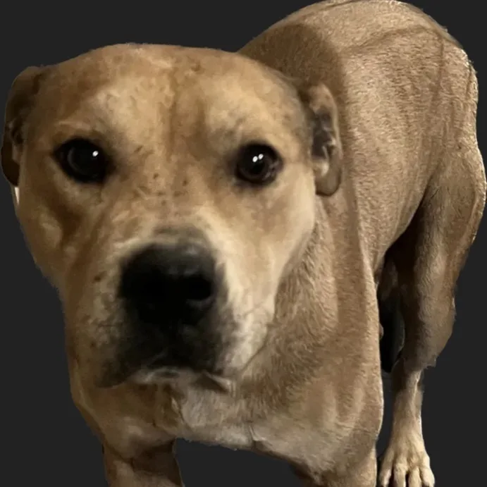 An adult medium-sized male Black Mouth Cur dog named Escobar for adoption in Canyon, TX