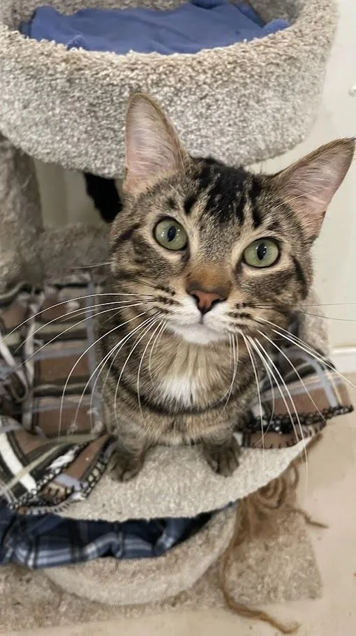 A young small-sized male Domestic Short Hair cat named Finnegan for adoption in Bourbonnais, IL