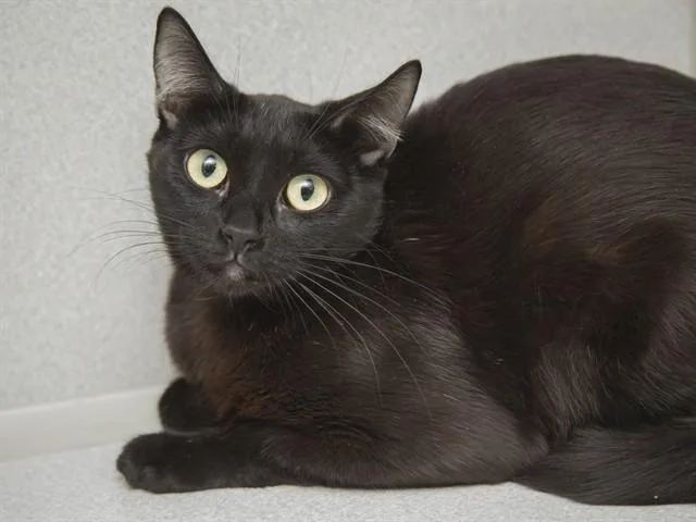 A young small-sized female Domestic Short Hair cat named Graham for adoption in Phoenix, AZ