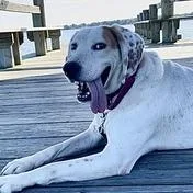 Roland  Fee Sponsored