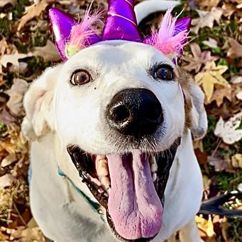 Roland  Fee Sponsored thumbnail 4