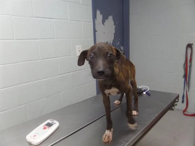 A young small-sized female Mixed Breed dog named Blyth for adoption in Augusta, GA