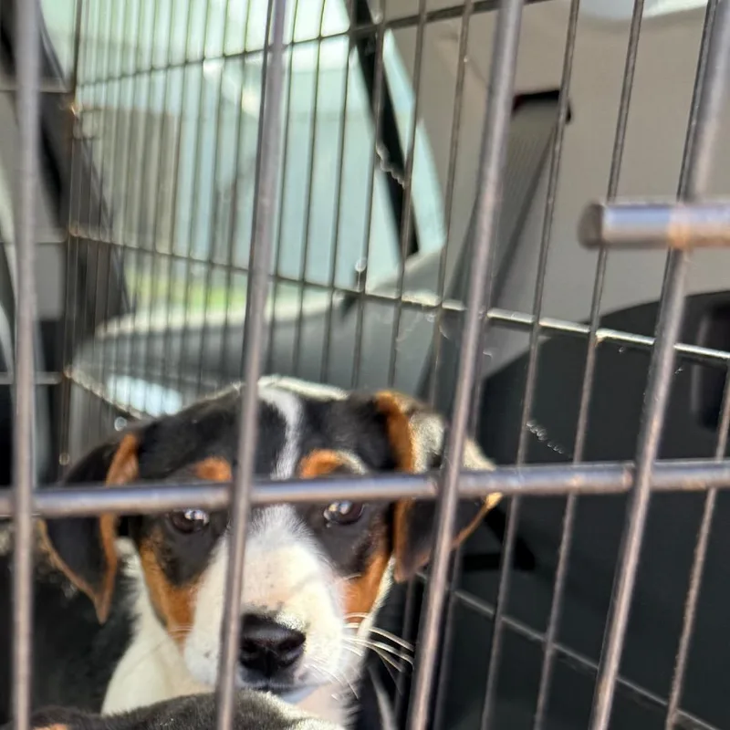 A baby medium-sized female Gray / Blue / Silver Australian Cattle Dog / Blue Heeler dog named Delilah for adoption in Tomah, WI