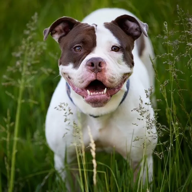 An adult large-sized female Pit Bull Terrier dog named Ali for adoption in Chicago, IL