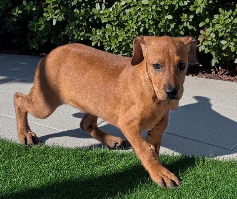 A baby small-sized female Black Mouth Cur dog named Sunflowermo old Puppy! for adoption in Fort Myers, FL