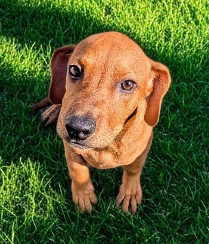 Sunflowermo old Puppy! thumbnail 2