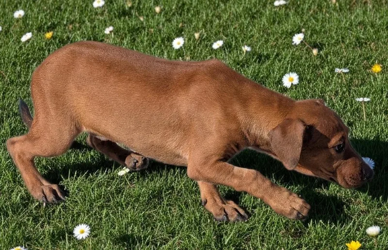 Sunflowermo old Puppy! thumbnail 3