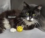 Soccer