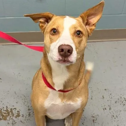 An adult large-sized female Rhodesian Ridgeback dog named Bella for adoption in Kansas City, MO