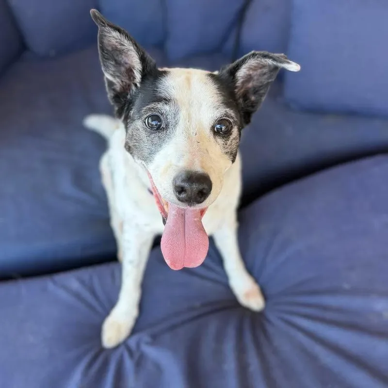 A senior medium-sized male White / Cream Border Collie dog named Maddox for adoption in Ramona, CA