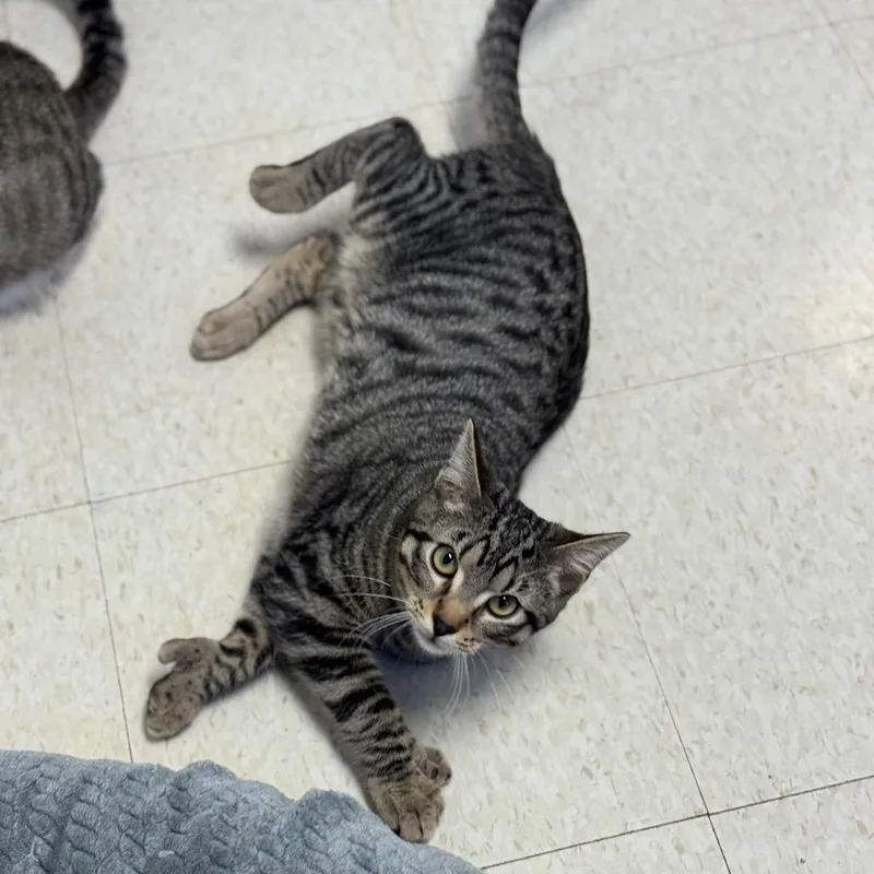 A young small-sized male Gray / Blue / Silver Domestic Short Hair cat named Ricky for adoption in Milford, IA