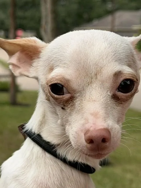Mr. Pink thumbnail 4