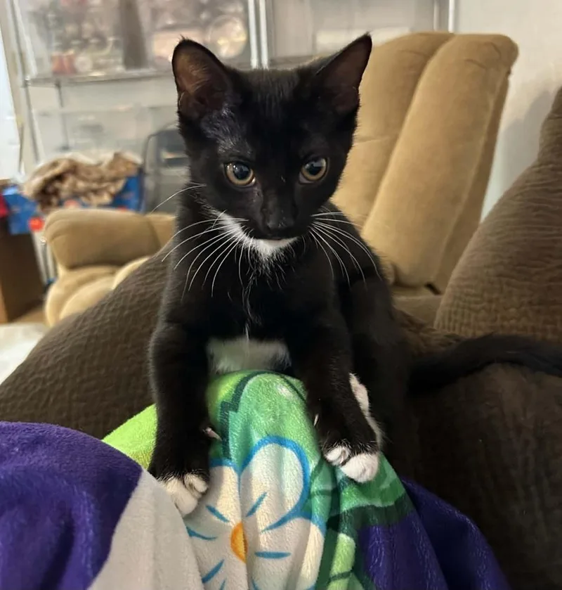 A baby medium-sized female Black & White / Tuxedo Domestic Short Hair cat named Bonnie for adoption in Sedalia, CO
