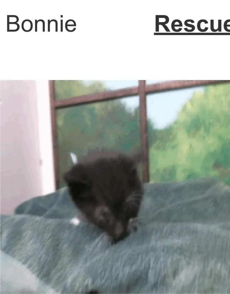 Bonnie thumbnail 4