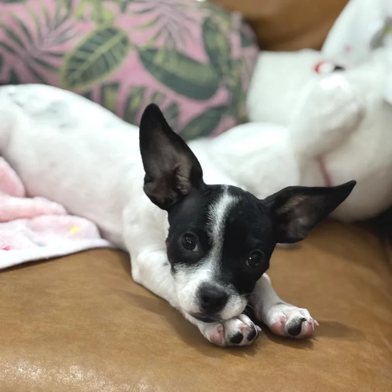 A baby small-sized male Rat Terrier dog named Rocky for adoption in Houston, TX
