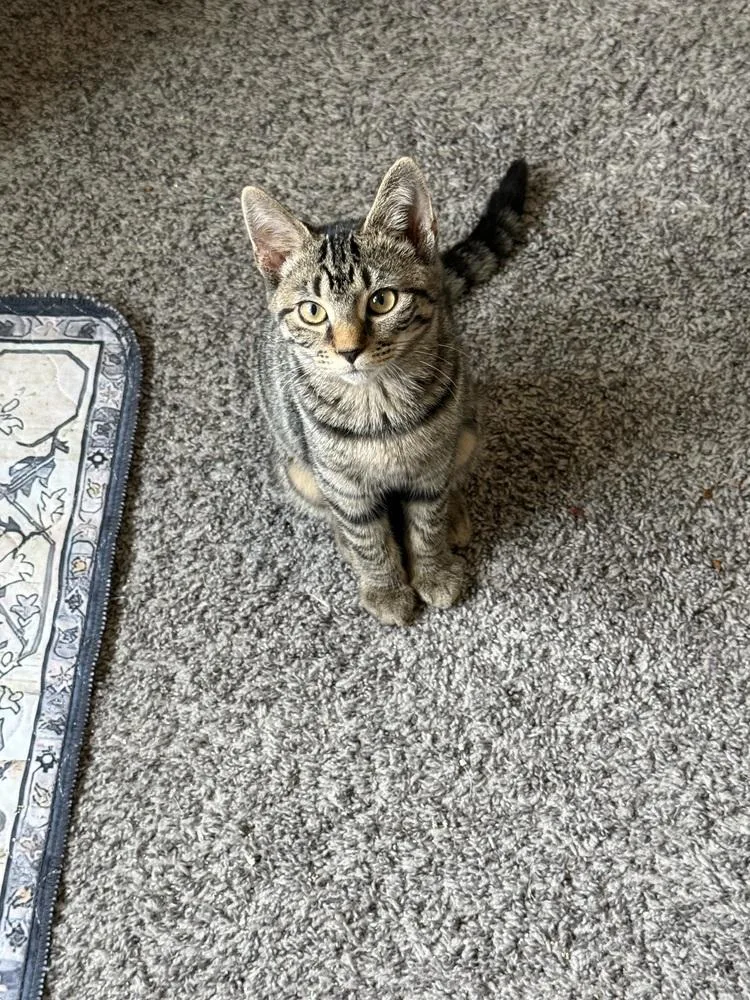 A baby small-sized female Tabby (Brown / Chocolate) Domestic Short Hair cat named AlHashimi for adoption in West Mifflin, PA